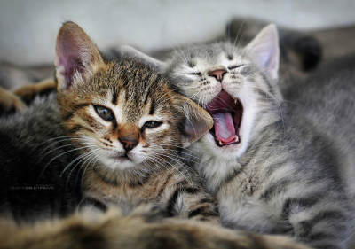 猫